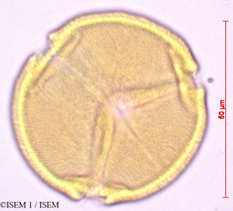 ISEM 1/Cneorum_tricoccon_29389/Cneorum_tricoccon_29389_0001(copy)_thumb.jpg